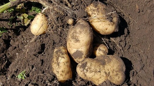 Čerstvě vykopané brambory s hlínou a kořeny na zemi.