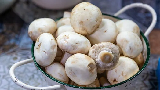 Fresh white mushrooms in colander