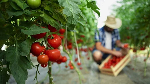 Tomato plants in greenhouse