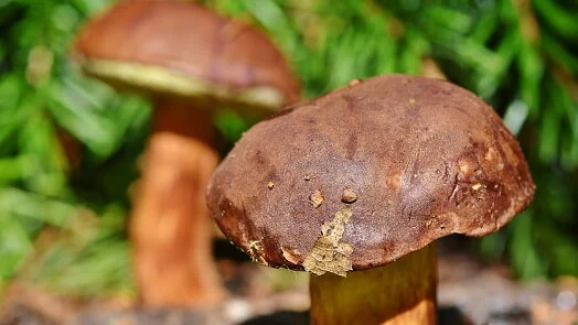 Houbičky s hnědými čepicemi rostoucí mezi jehličím.