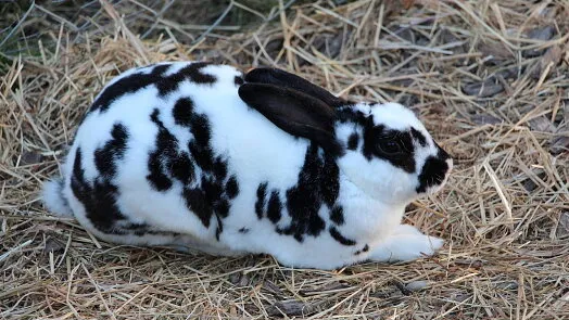 Černobílý králík sedící na slámě.