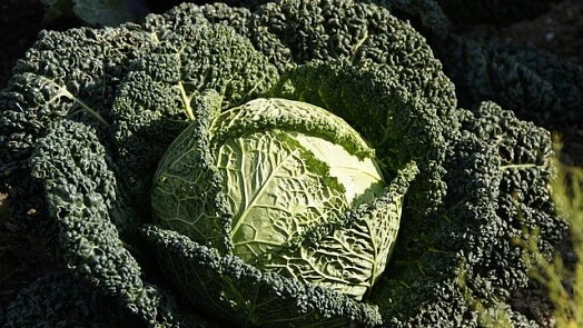 Savoy cabbage with kale leaves